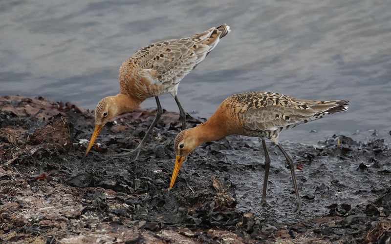Rödspov - Black-tailed Godwit (Limosa limosa islandica)