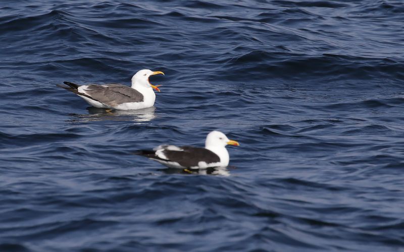 Lesser Black-backed Gull Larus fuscus sp