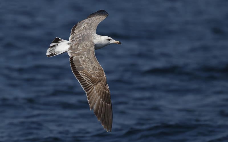 Lesser Black-backed Gull Larus fuscus sp