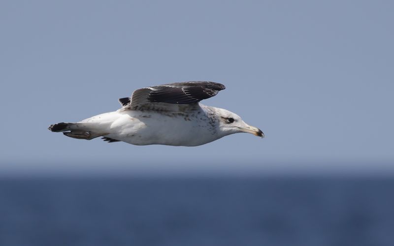 Lesser Black-backed Gull Larus fuscus sp