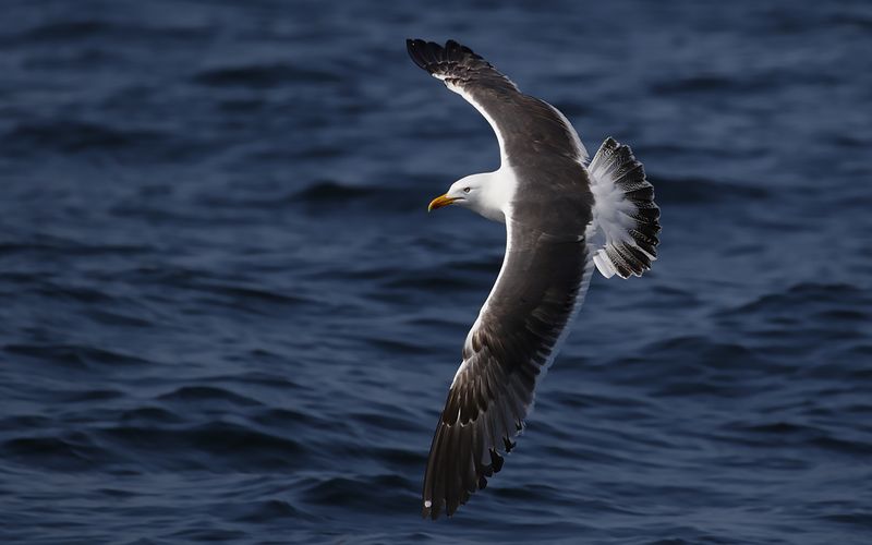 Lesser Black-backed Gull Larus fuscus sp