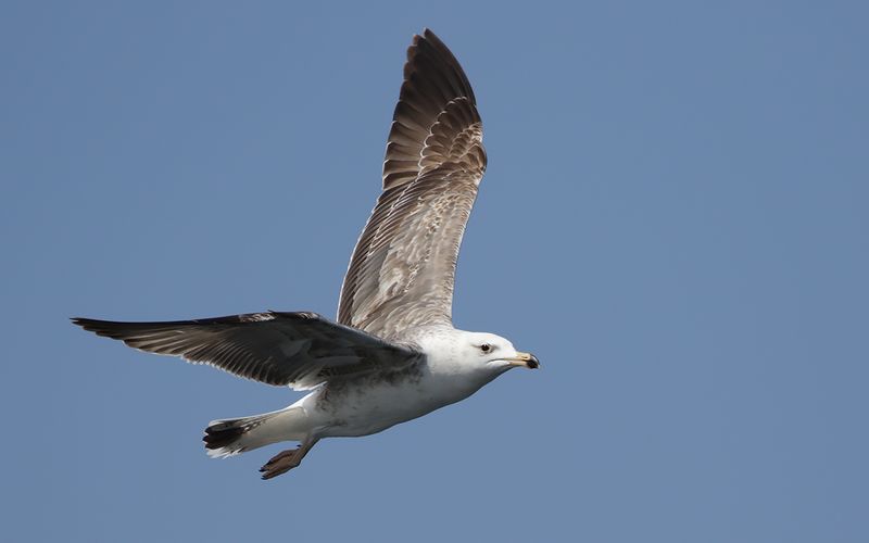 Lesser Black-backed Gull Larus fuscus sp