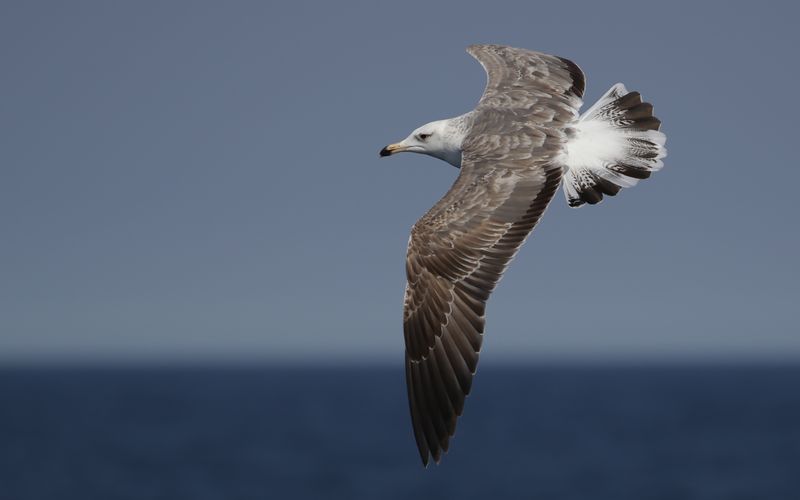 Lesser Black-backed Gull Larus fuscus sp