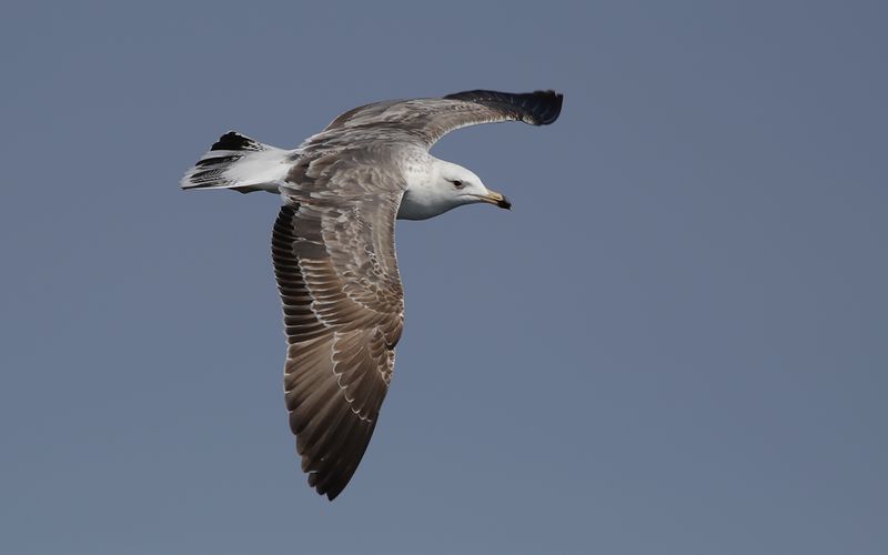 Lesser Black-backed Gull Larus fuscus sp