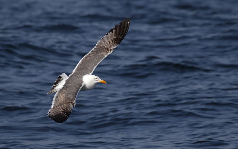 Lesser Black-backed Gull Larus fuscus sp