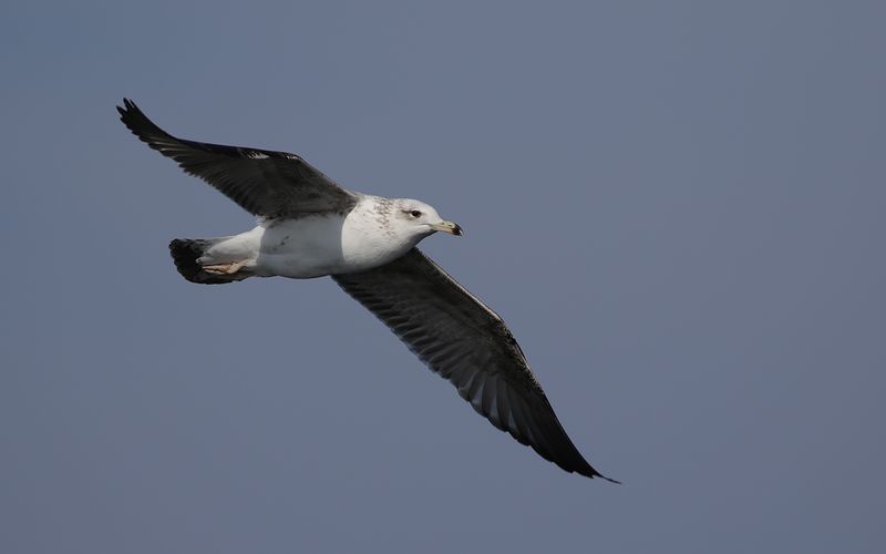 Lesser Black-backed Gull Larus fuscus sp