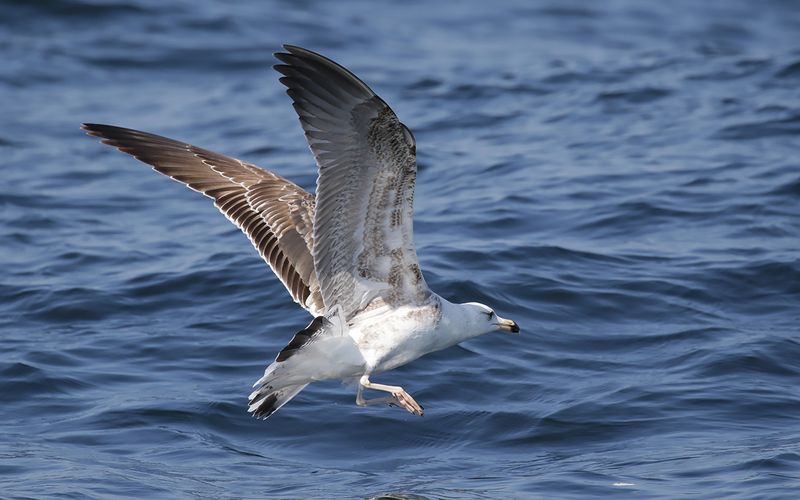 Lesser Black-backed Gull Larus fuscus sp