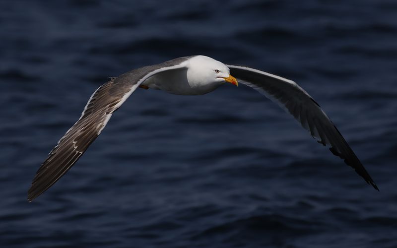 Lesser Black-backed Gull Larus fuscus sp