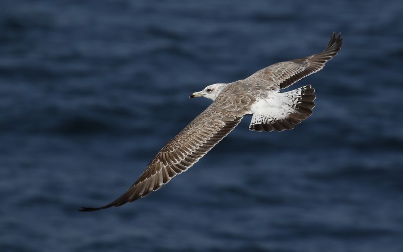 Lesser Black-backed Gull Larus fuscus sp