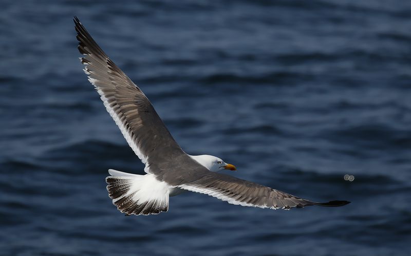 Lesser Black-backed Gull Larus fuscus sp