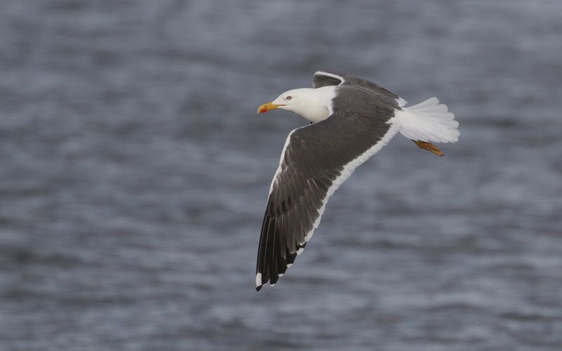 Lesser Black-backed Gull Larus fuscus sp