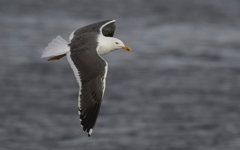 Lesser Black-backed Gull Larus fuscus sp