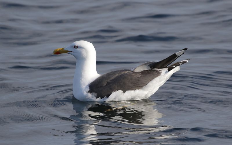 Lesser Black-backed Gull Larus fuscus sp