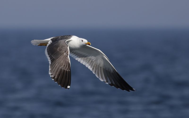 Lesser Black-backed Gull Larus fuscus sp