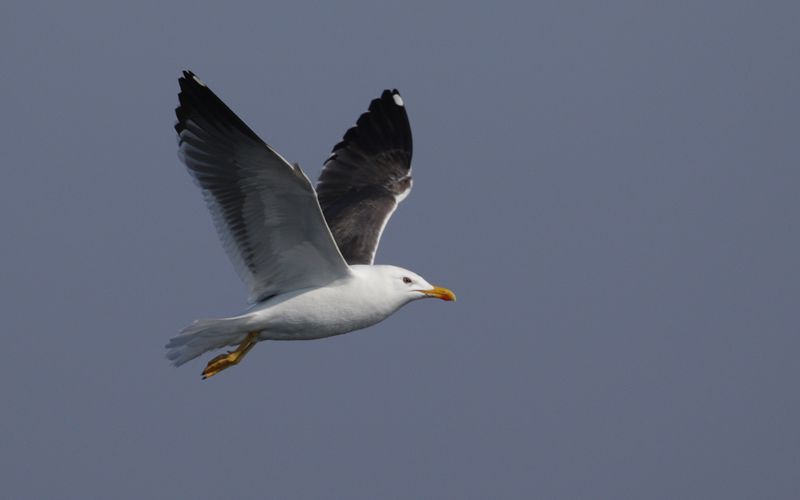 Lesser Black-backed Gull Larus fuscus sp