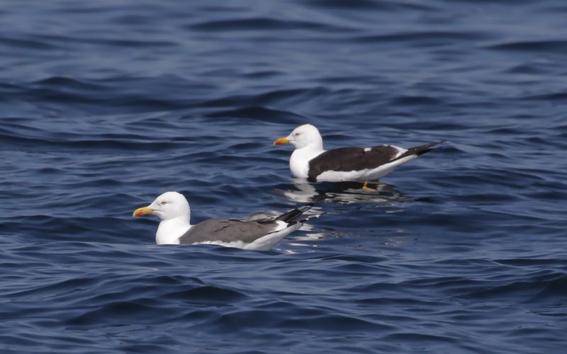Lesser Black-backed Gull Larus fuscus sp