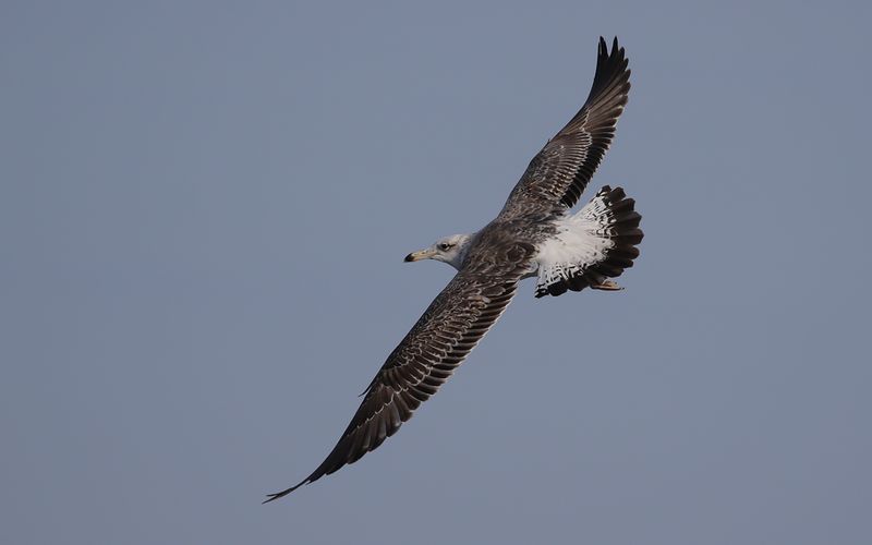 Lesser Black-backed Gull Larus fuscus sp