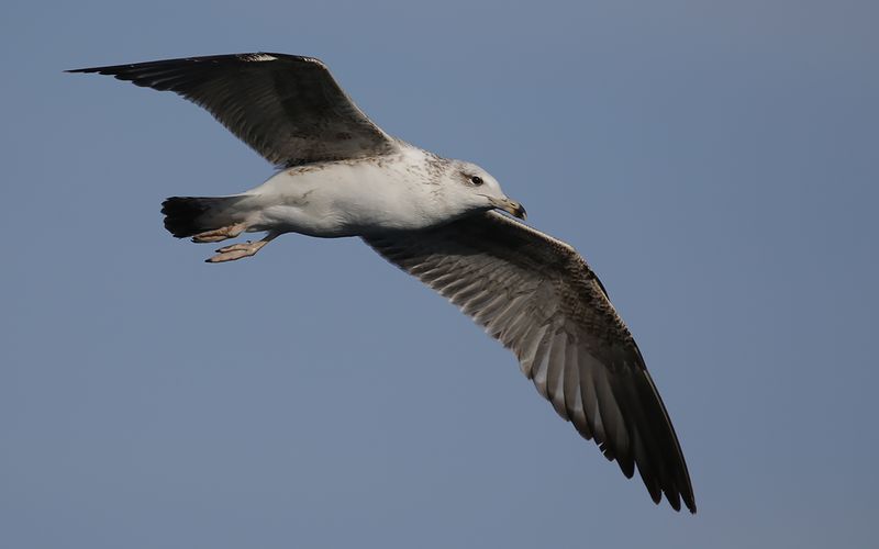 Lesser Black-backed Gull Larus fuscus sp
