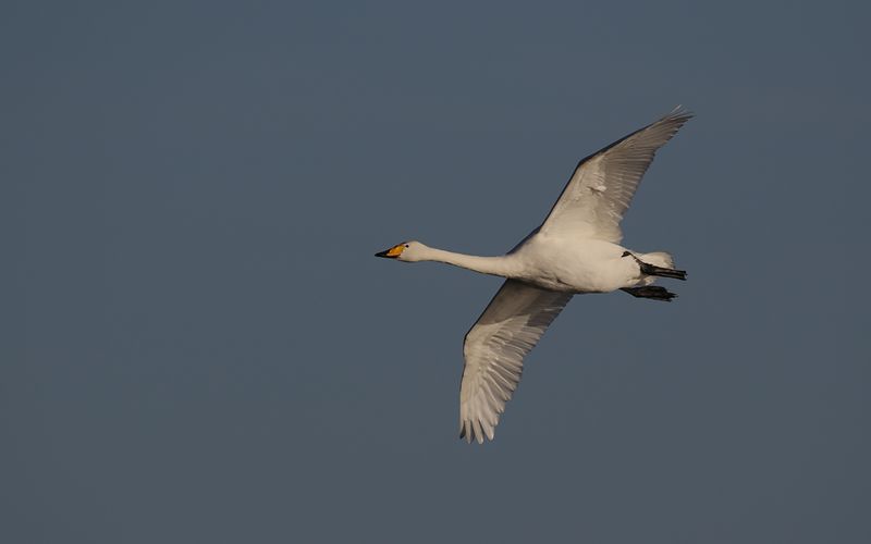 Sångsvan - Whooper Swan (Cygnus cygnus)