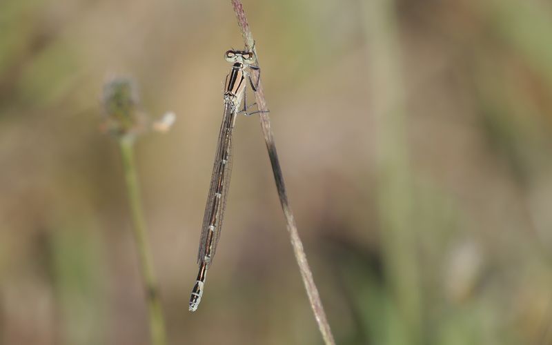 Sjflickslnda (Enallagma cyathigerum)