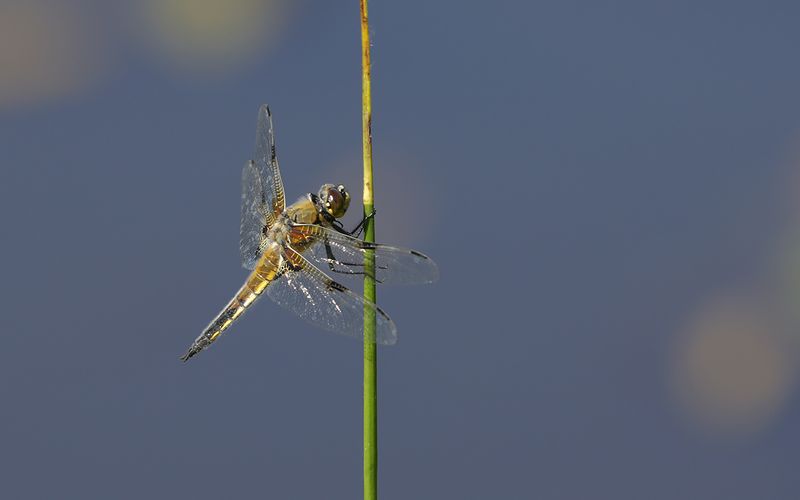 Fyrflckad trollslnda (Libellula quadrimaculata)