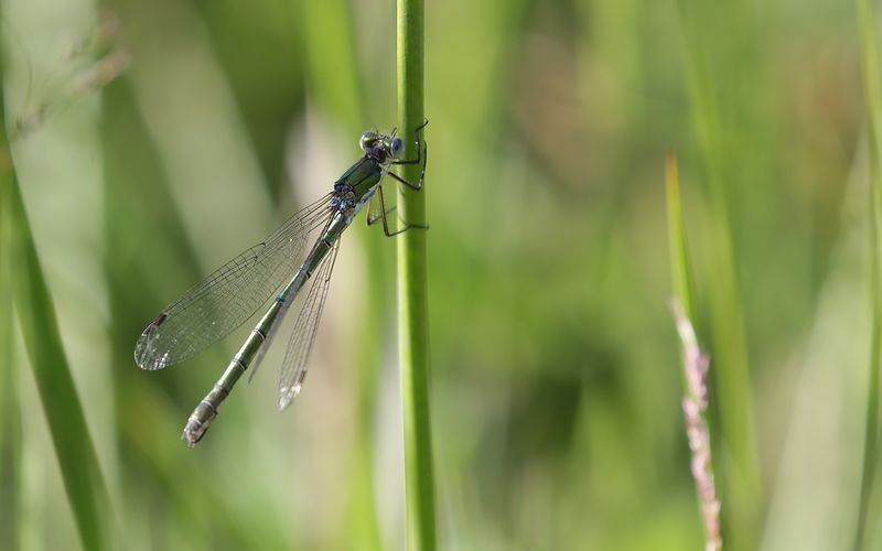 Kraftig smaragdflickslnda (Lestes dryas)