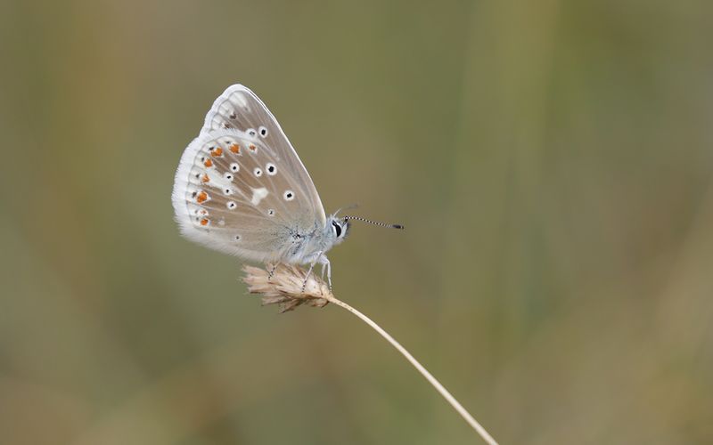 Vpplingblvinge - Polyommatus dorylas