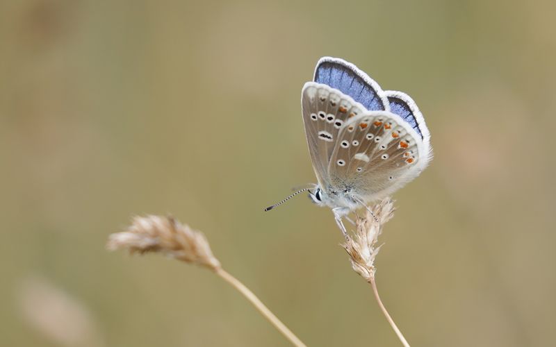Vpplingblvinge - Polyommatus dorylas