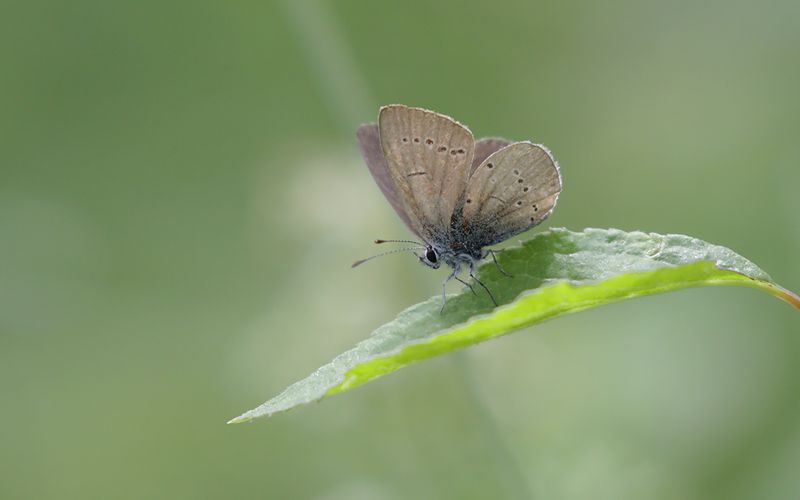 Mindre blvinge - Cupido minimus