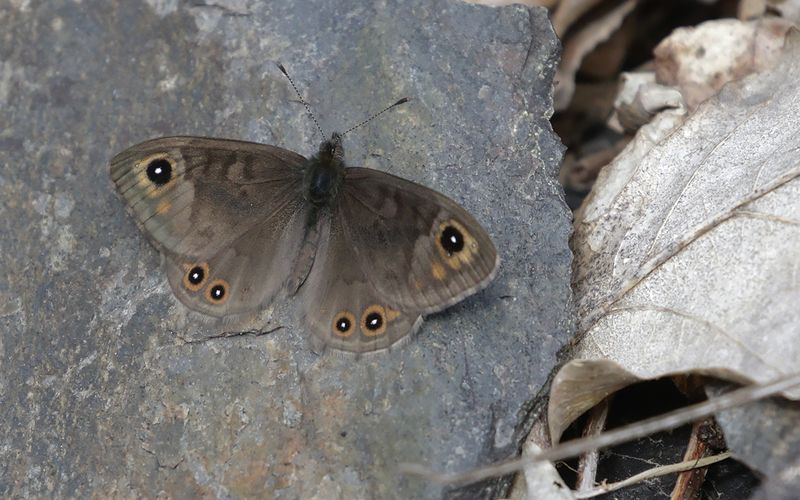 Butterflies