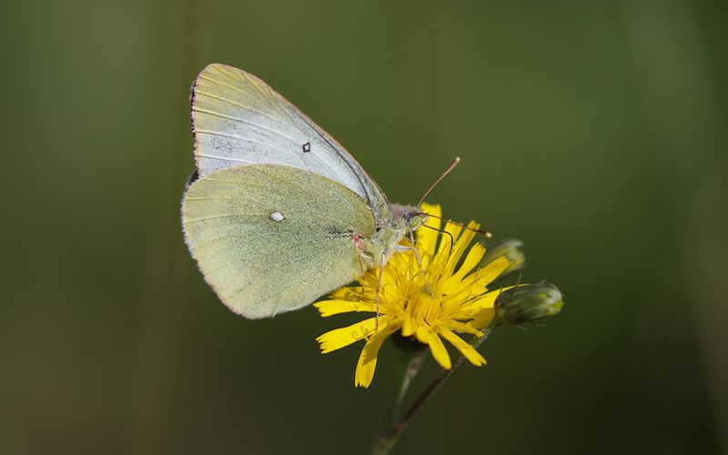 Svavelgul hfjril (Colias palaeno)