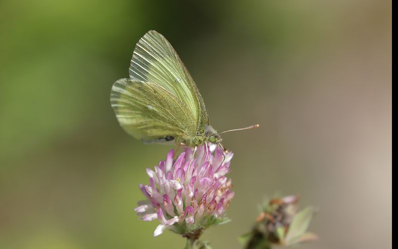 Svavelgul hfjril (Colias palaeno)