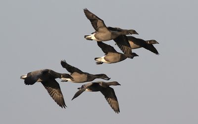 Geese - Swans