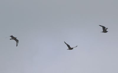 g13/02/786002/3/174382348.fc0662cd.JPEG