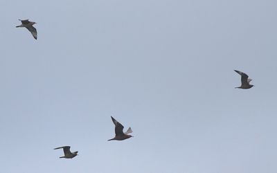 g13/02/786002/3/174382353.35a86a0a.JPEG
