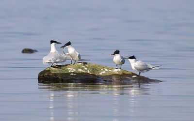 Kentsk trna - Sandwich Tern (Thalasseus sandvicensis)