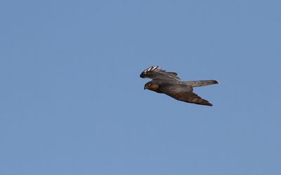 Sparvhk - Eurasian Sparrow Hawk  (Accipiter nisus)