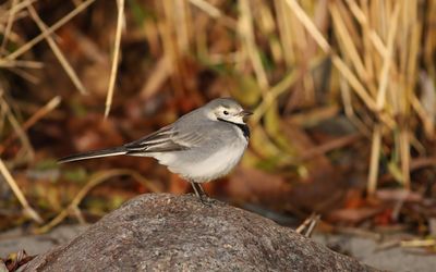 Sdesrla - White Wagtail  (Motacilla alba)