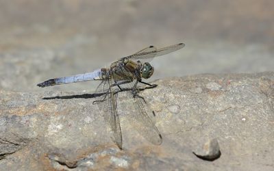 Strre sjtrollslnda (Orthetrum cancellatum)