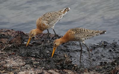 Rdspov - Black-tailed Godwit (Limosa limosa islandica)