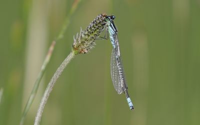 Dragonflies