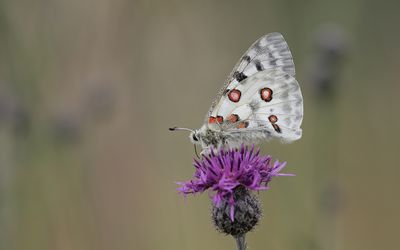 g13/02/786002/3/174692231.1e86db9e.JPEG