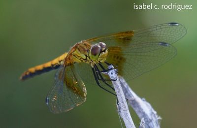 Big Eyed Meadowhawk