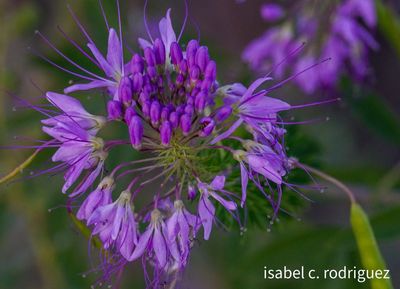 Rocky Mountain Beeweed