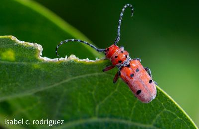 Longhorn Beetle Lunch