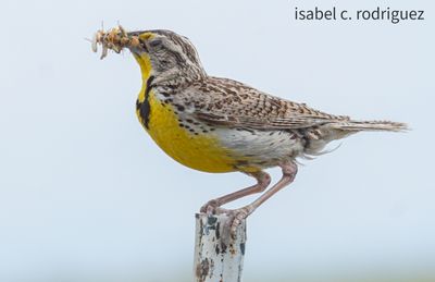 Meadowlark Mouthful of Hoppers