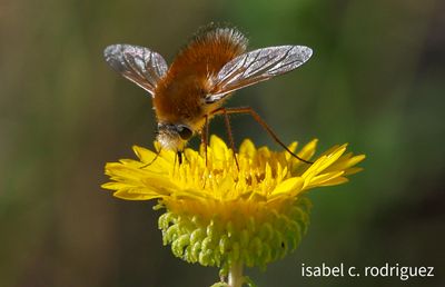 Bee Fly