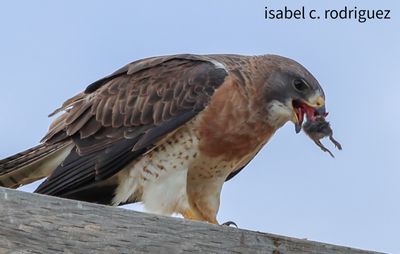 Red Tailed Hawk Bites