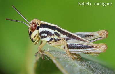 Zebra Grasshopper