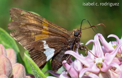 Silver Spotted Skipper Portrait